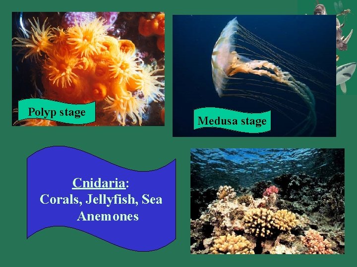 Polyp stage Cnidaria: Corals, Jellyfish, Sea Anemones Medusa stage 