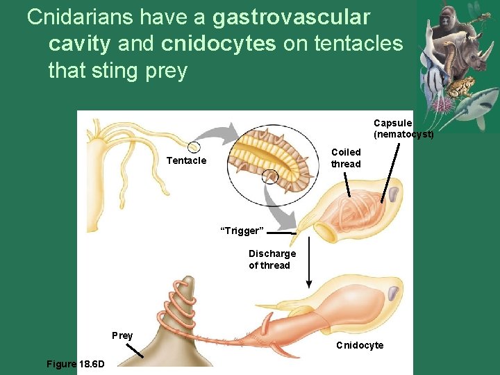 Cnidarians have a gastrovascular cavity and cnidocytes on tentacles that sting prey Capsule (nematocyst)