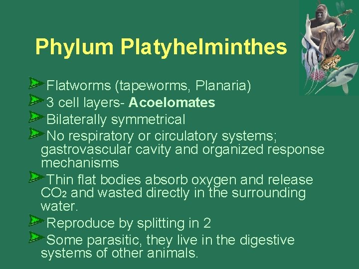 Phylum Platyhelminthes Flatworms (tapeworms, Planaria) 3 cell layers- Acoelomates Bilaterally symmetrical No respiratory or