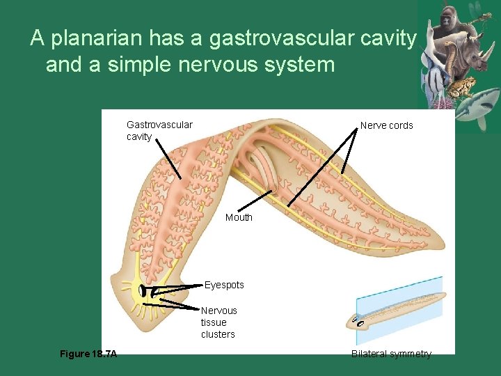 A planarian has a gastrovascular cavity and a simple ner vous system Gastrovascular cavity