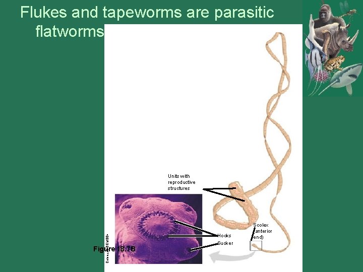 Flukes and tapeworms are parasitic flatworms Colorized SEM 80 Units with reproductive structures Figure