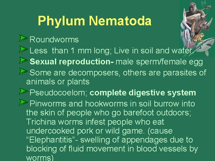 Phylum Nematoda Roundworms Less than 1 mm long; Live in soil and water. Sexual