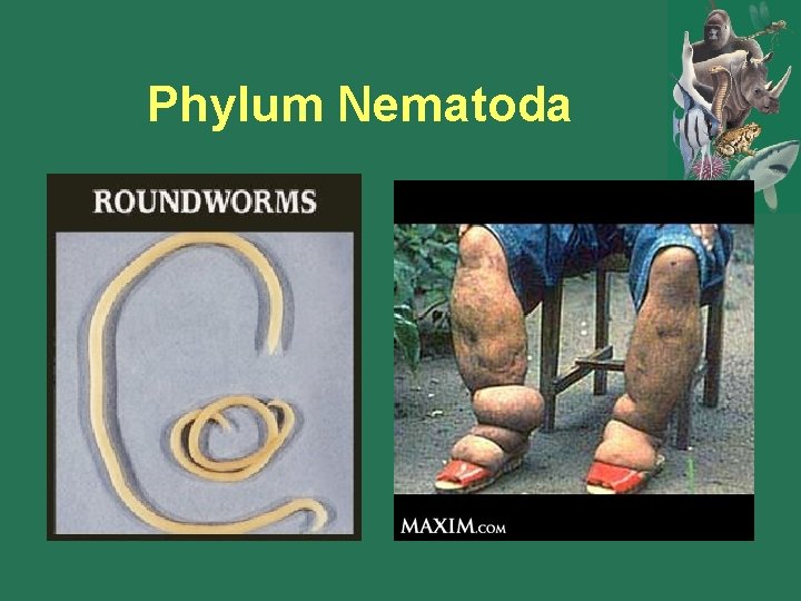 Phylum Nematoda 