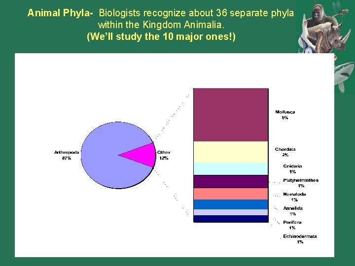 Animal Phyla- Biologists recognize about 36 separate phyla within the Kingdom Animalia. (We’ll study Animal Phyla- Biologists recognize about 36 separate phyla within the Kingdom Animalia. (We’ll study
