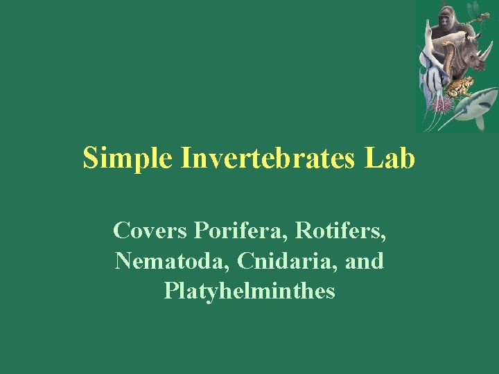 Simple Invertebrates Lab Covers Porifera, Rotifers, Nematoda, Cnidaria, and Platyhelminthes Simple Invertebrates Lab Covers Porifera, Rotifers, Nematoda, Cnidaria, and Platyhelminthes
