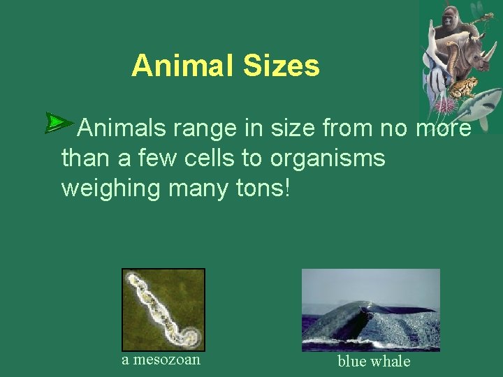 Animal Sizes Animals range in size from no more than a few cells to