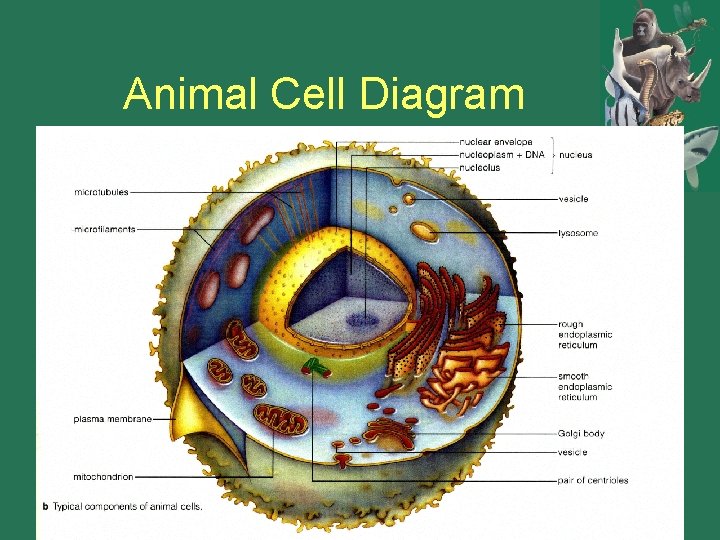 Animal Cell Diagram 