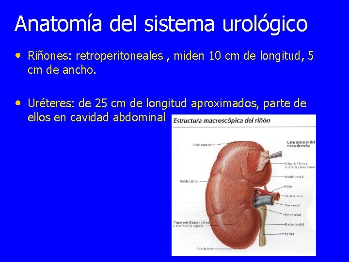 Anatomía del sistema urológico • Riñones: retroperitoneales , miden 10 cm de longitud, 5