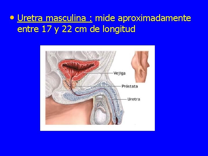  • Uretra masculina : mide aproximadamente entre 17 y 22 cm de longitud
