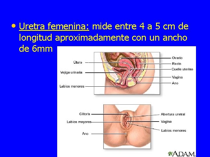  • Uretra femenina: mide entre 4 a 5 cm de longitud aproximadamente con