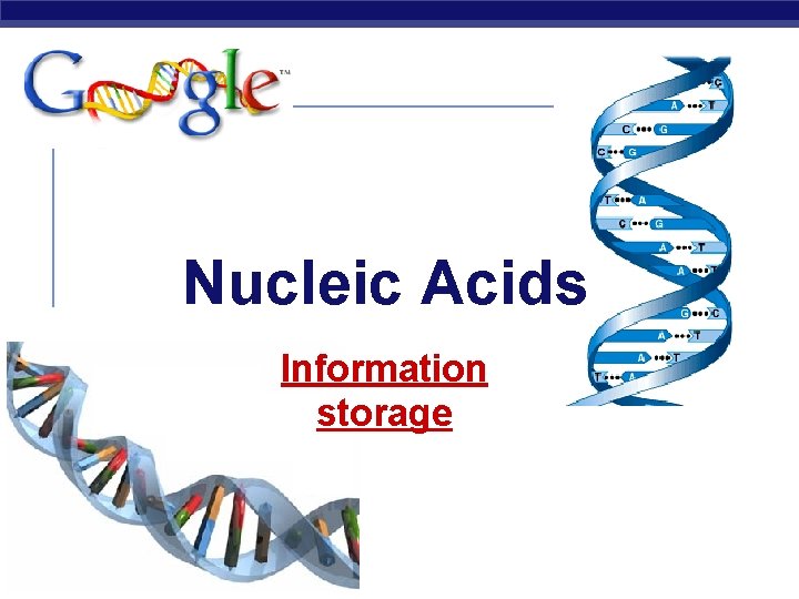 Nucleic Acids Information storage AP Biology 