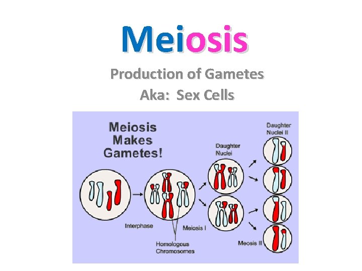 Meiosis Production of Gametes Aka: Sex Cells Meiosis Production of Gametes Aka: Sex Cells