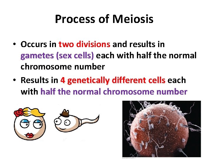 Process of Meiosis • Occurs in two divisions and results in gametes (sex cells)