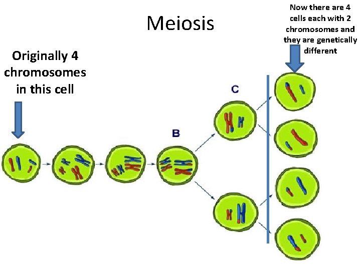 Meiosis Originally 4 chromosomes in this cell Now there are 4 cells each with