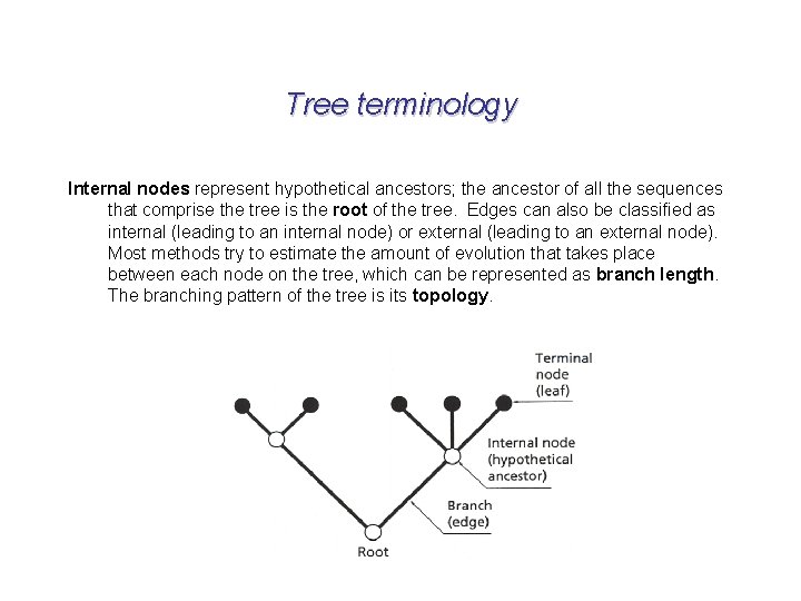 Tree terminology Internal nodes represent hypothetical ancestors; the ancestor of all the sequences that