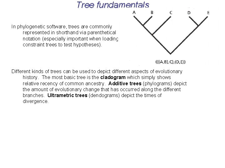 Tree fundamentals In phylogenetic software, trees are commonly represented in shorthand via parenthetical notation