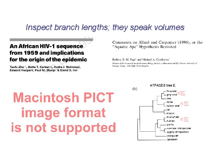 Inspect branch lengths; they speak volumes 