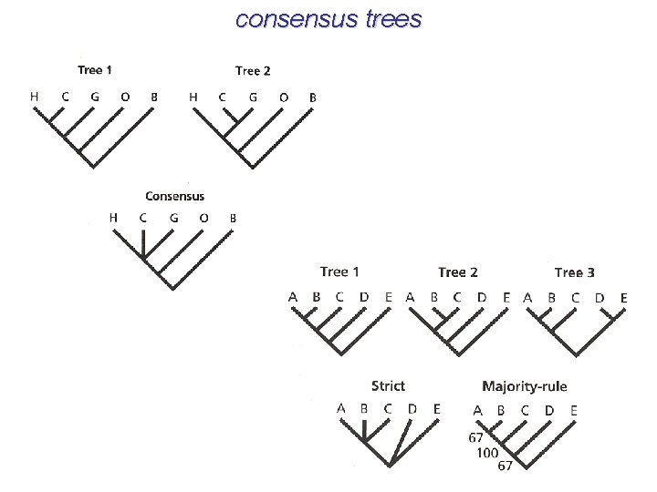 consensus trees 