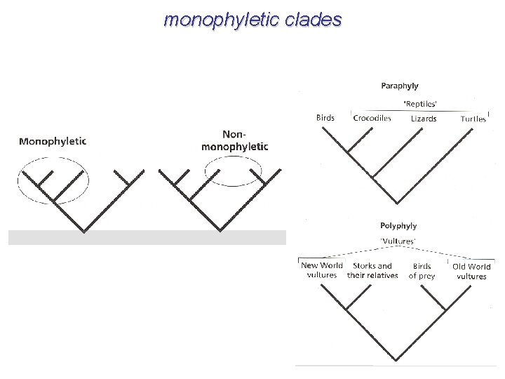 monophyletic clades 
