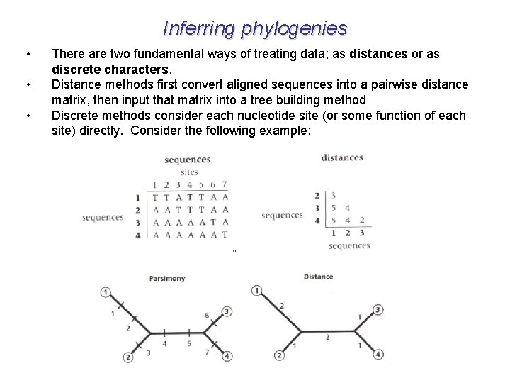 Inferring phylogenies • • • There are two fundamental ways of treating data; as