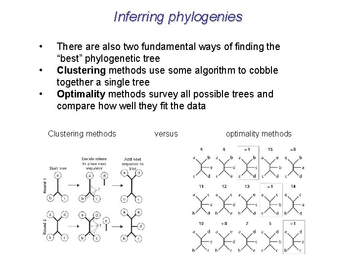Inferring phylogenies • • • There also two fundamental ways of finding the “best”
