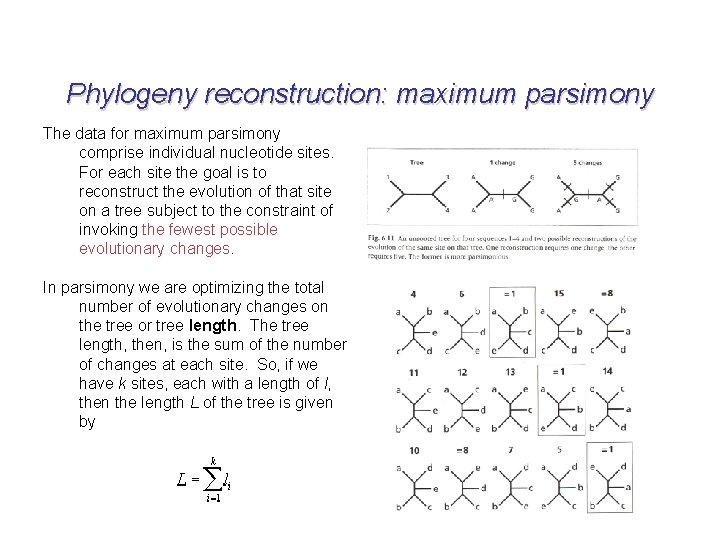 Phylogeny reconstruction: maximum parsimony The data for maximum parsimony comprise individual nucleotide sites. For