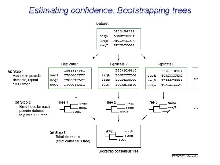 Estimating confidence: Bootstrapping trees 