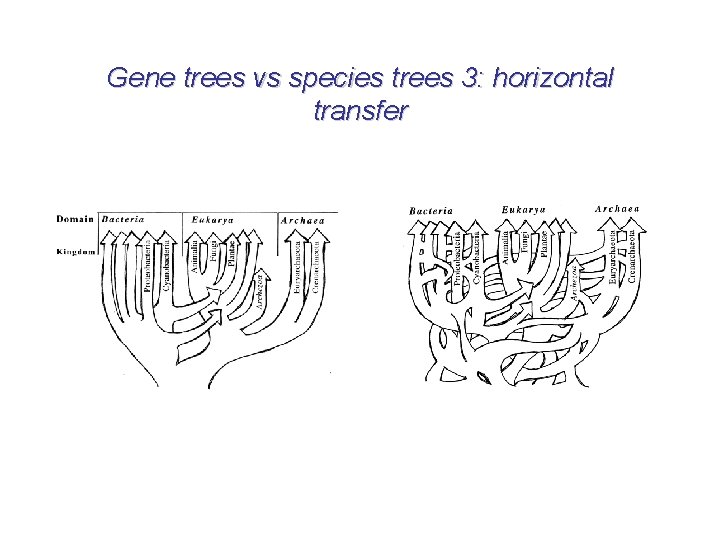 Gene trees vs species trees 3: horizontal transfer 