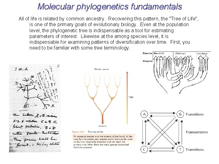 Molecular phylogenetics fundamentals All of life is related by common ancestry. Recovering this pattern,