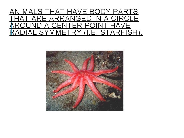 ANIMALS THAT HAVE BODY PARTS THAT ARE ARRANGED IN A CIRCLE AROUND A CENTER