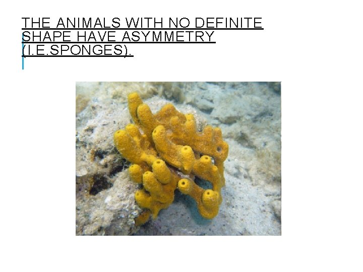 THE ANIMALS WITH NO DEFINITE SHAPE HAVE ASYMMETRY (I. E. SPONGES). 