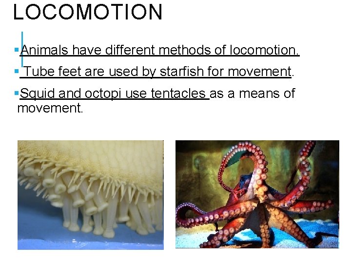 LOCOMOTION §Animals have different methods of locomotion. § Tube feet are used by starfish