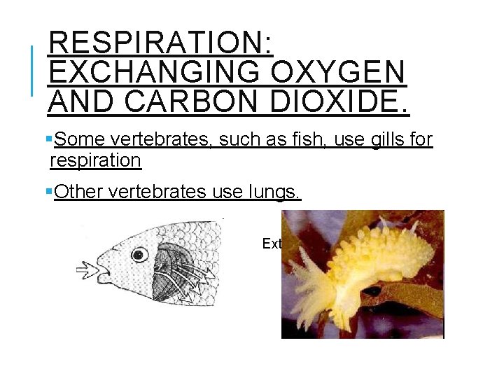 RESPIRATION: EXCHANGING OXYGEN AND CARBON DIOXIDE. §Some vertebrates, such as fish, use gills for