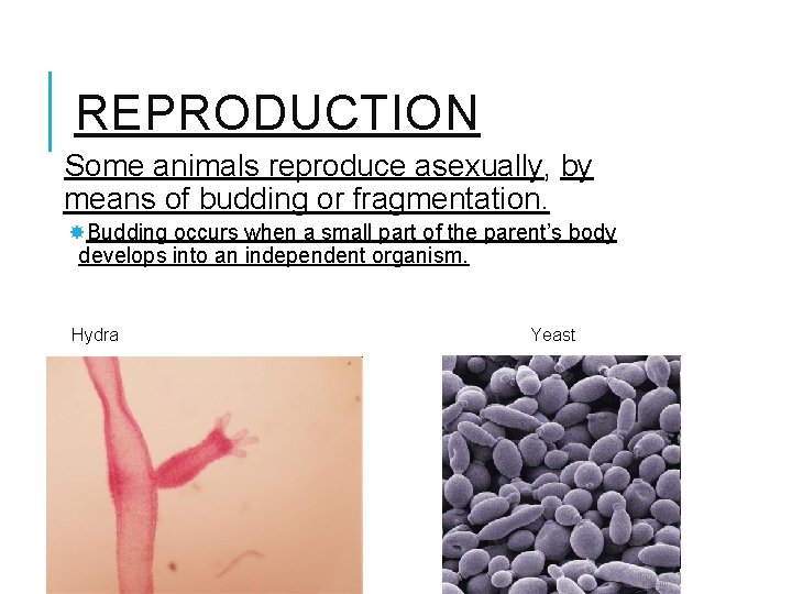 REPRODUCTION Some animals reproduce asexually, by means of budding or fragmentation. Budding occurs when