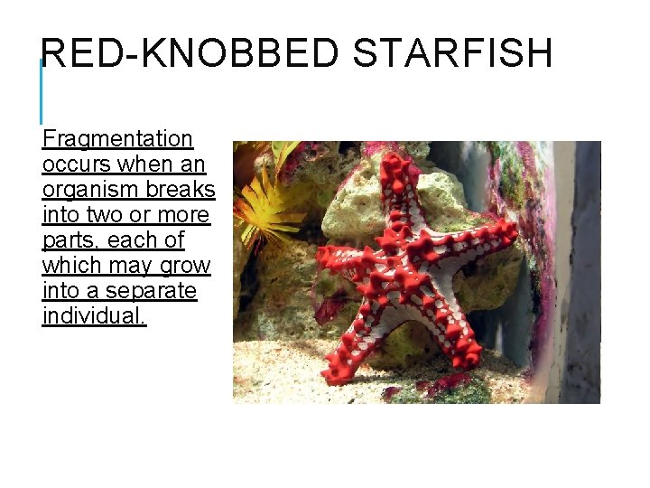 RED-KNOBBED STARFISH Fragmentation occurs when an organism breaks into two or more parts, each