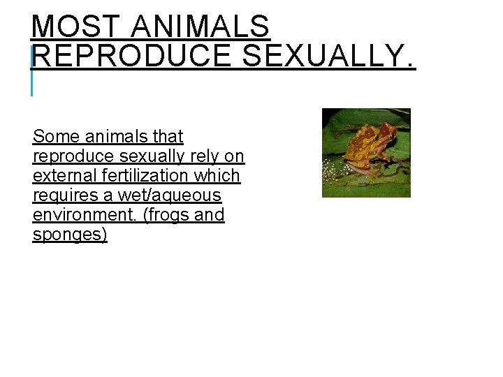 MOST ANIMALS REPRODUCE SEXUALLY. Some animals that reproduce sexually rely on external fertilization which