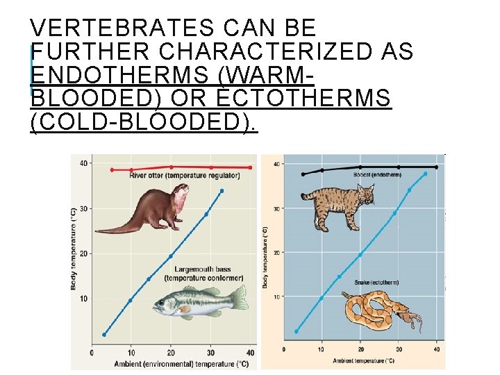 VERTEBRATES CAN BE FURTHER CHARACTERIZED AS ENDOTHERMS (WARMBLOODED) OR ECTOTHERMS (COLD-BLOODED). 