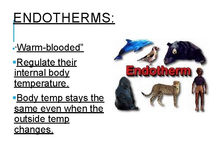 ENDOTHERMS: §“Warm-blooded” §Regulate their internal body temperature. §Body temp stays the same even when