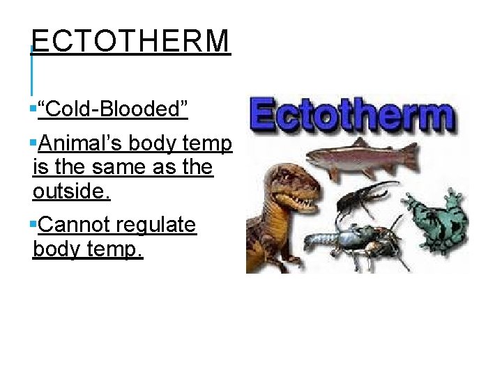 ECTOTHERM §“Cold-Blooded” §Animal’s body temp is the same as the outside. §Cannot regulate body