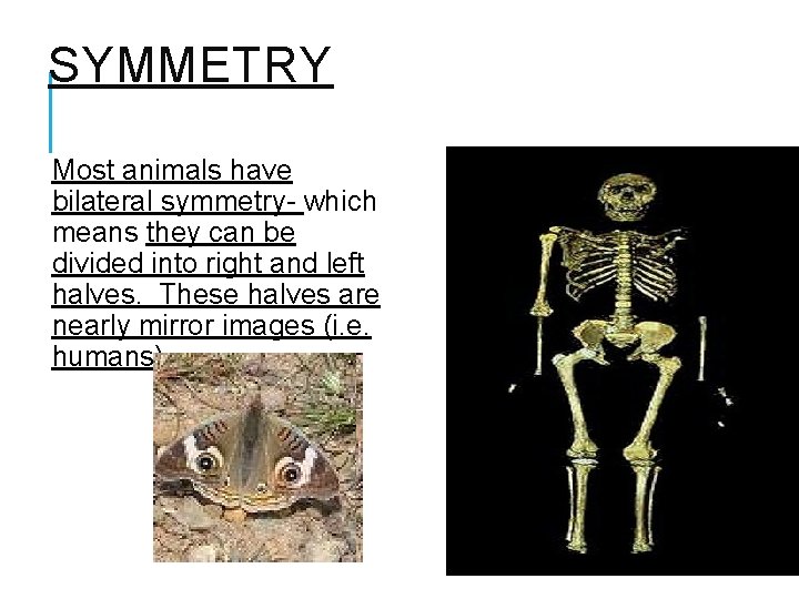 SYMMETRY Most animals have bilateral symmetry- which means they can be divided into right