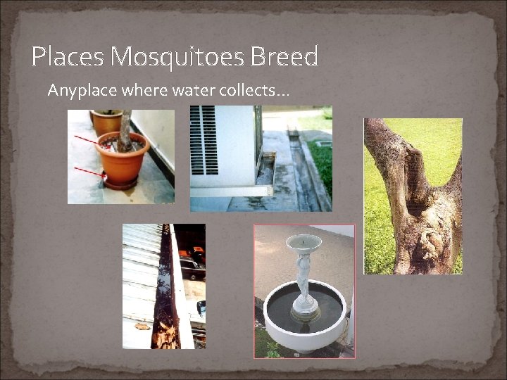 Places Mosquitoes Breed Anyplace where water collects… 