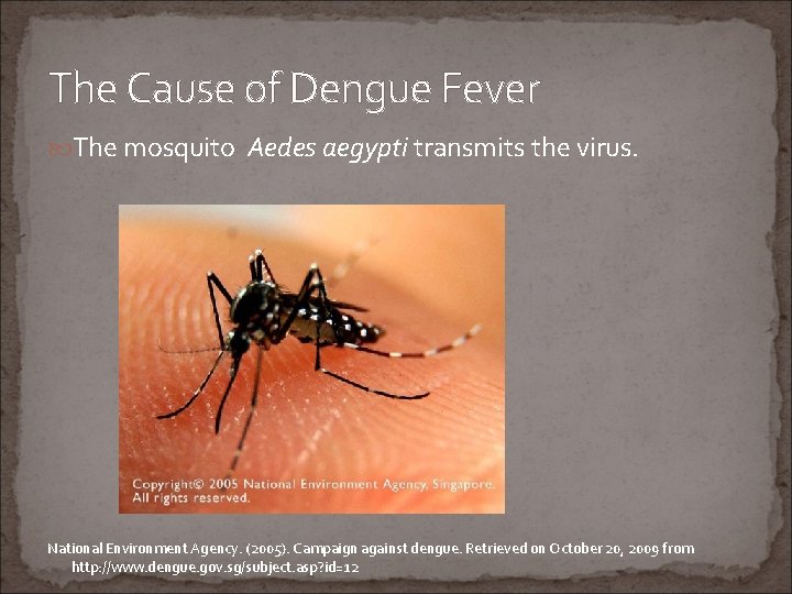 The Cause of Dengue Fever The mosquito Aedes aegypti transmits the virus. National Environment