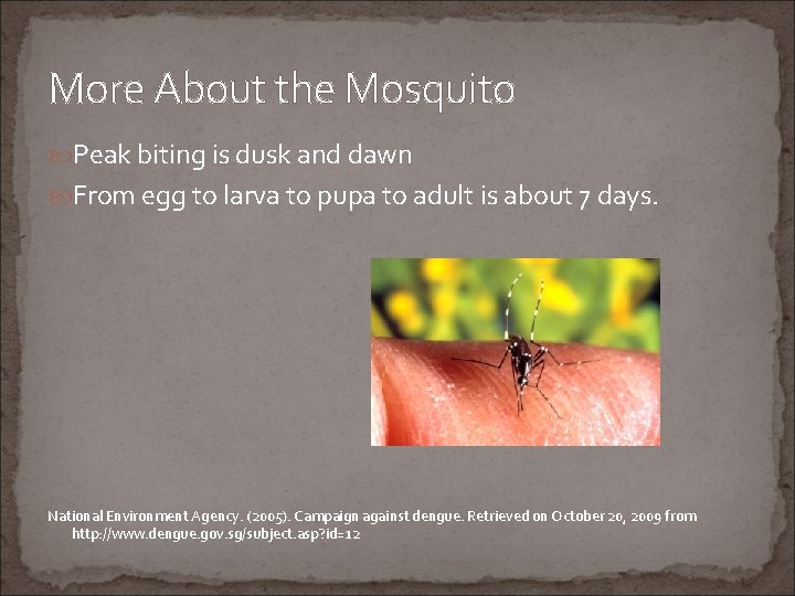 More About the Mosquito Peak biting is dusk and dawn From egg to larva