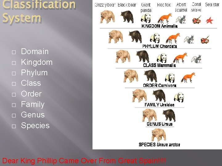 Classification System � � � � Domain Kingdom Phylum Class Order Family Genus Species