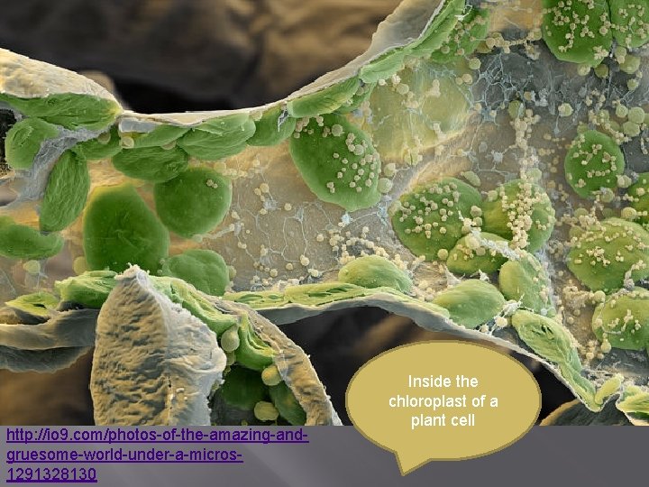 http: //io 9. com/photos-of-the-amazing-andgruesome-world-under-a-micros 1291328130 Inside the chloroplast of a plant cell 