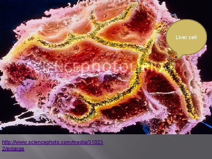 Liver cell http: //www. sciencephoto. com/media/31023 2/enlarge 