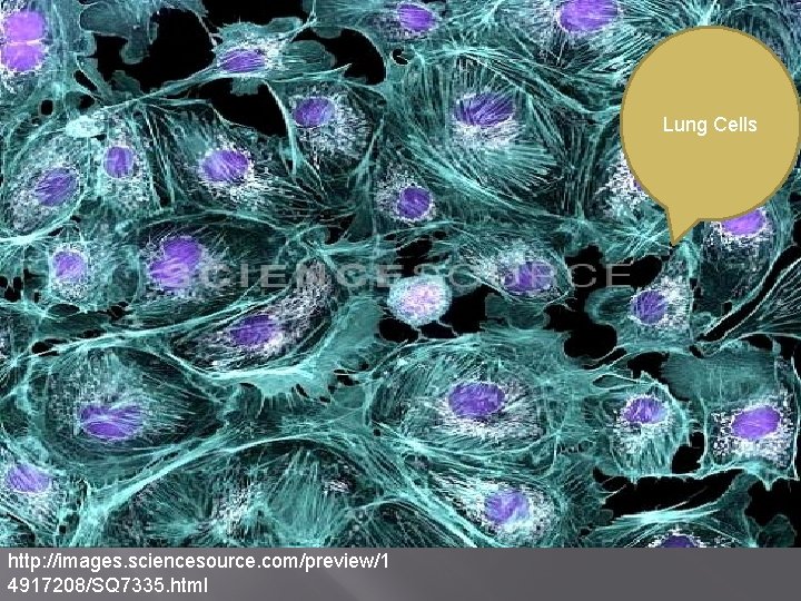 Lung Cells http: //images. sciencesource. com/preview/1 4917208/SQ 7335. html 