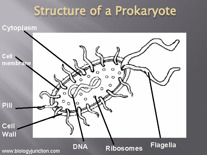 Structure of a Prokaryote Cytoplasm Cell membrane Pili Cell Wall www. biologyjunction. com DNA