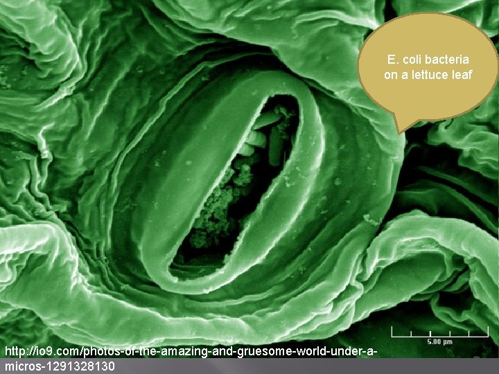 E. coli bacteria on a lettuce leaf http: //io 9. com/photos-of-the-amazing-and-gruesome-world-under-amicros-1291328130 