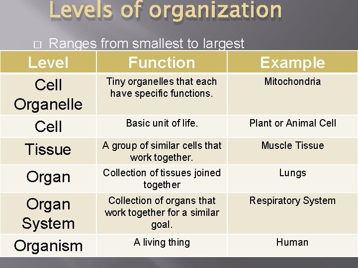 Levels of organization � Ranges from smallest to largest Level Cell Organelle Cell Tissue